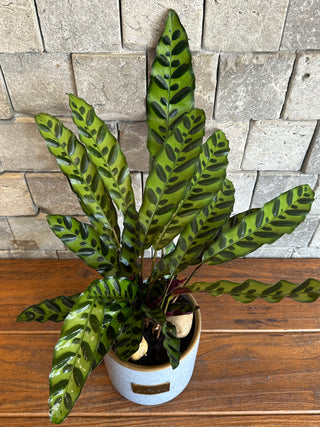 RattleSnake Calathea, The Prayer Plant