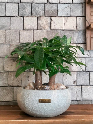 Fortune Grove Money Tree Bonsai