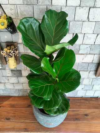 The Fiddle Leaf & Luxe