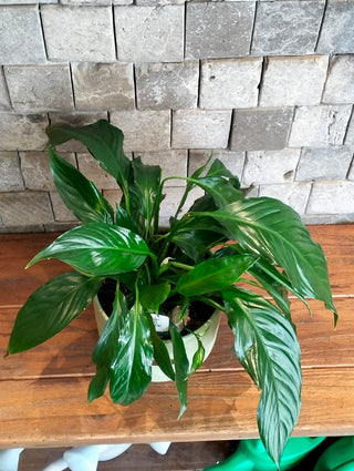 Peace Lily Delight