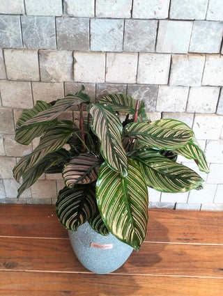 Pink Breeze Calathea