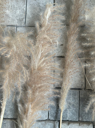 Dried Fluffy Pampas Grass