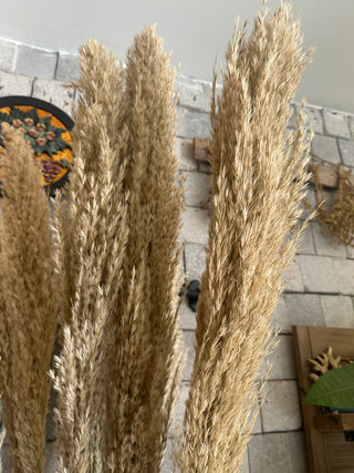 Dried Fluffy Pampas Grass