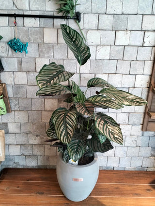 Pink Breeze Calathea