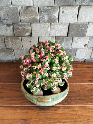 Pink Jade Bonsai · Terra
