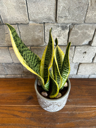 Boho Snake Plant