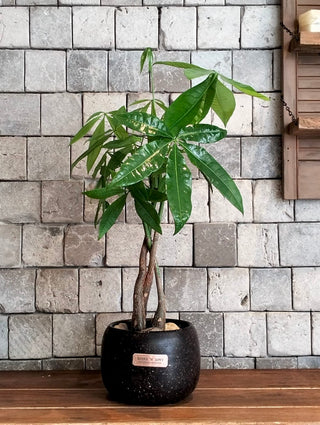 EverLuck MoneyTree