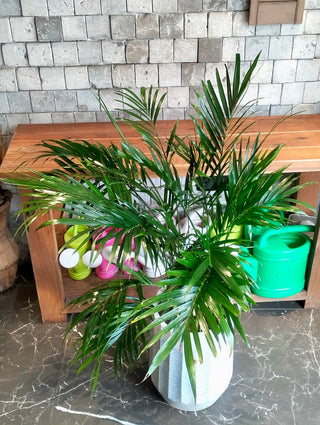 Golden Butterfly Palm