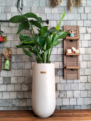 Banana Tropica