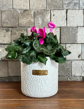 Winter Kiss Cyclamen