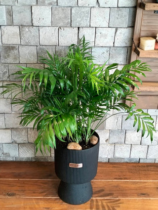 Lush Palm Luxe