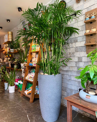 Grand Parlor Palm Chamaedorea Elegans