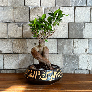 Ginseng Belle Bonsai | Handmade Designer Collection