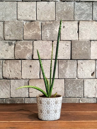 Cylindrical Snake Plant Petite