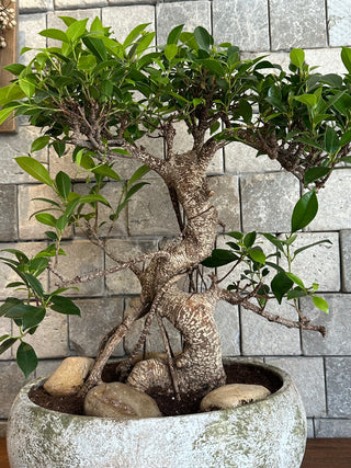 ‘Rustic-Chic’ Ficus Breeze Bonsai