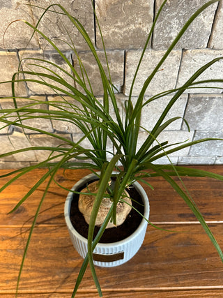 Ponytail Palm Bonsai