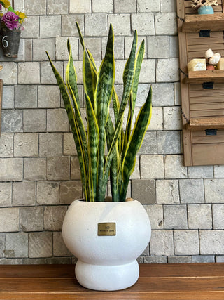 Golden Edge Snake Plant