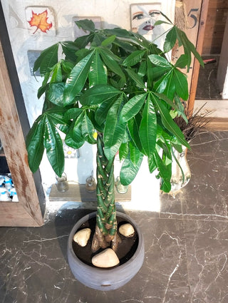 Imperial MoneyTree