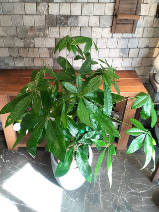 Pachira Prestige MoneyTree