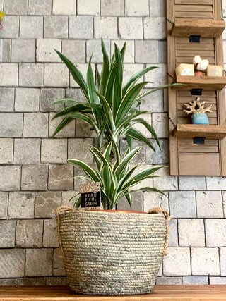 Root & Weave Jade-Jewel