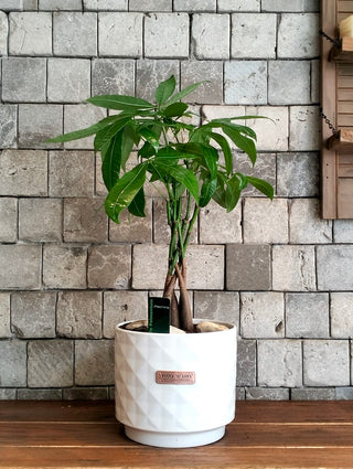 EverLuck MoneyTree