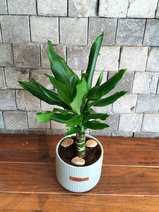 The Happy Plant Petite