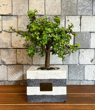 Pink Jade Bonsai ‘MoneyTree’ | Handmade Marble Planter