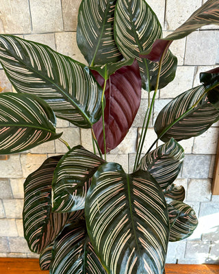 Pink Breeze Calathea