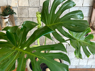 Swiss Cheese Plant Monstera Deliciosa