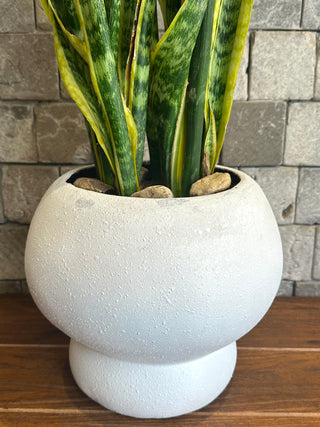 Golden Edge Snake Plant