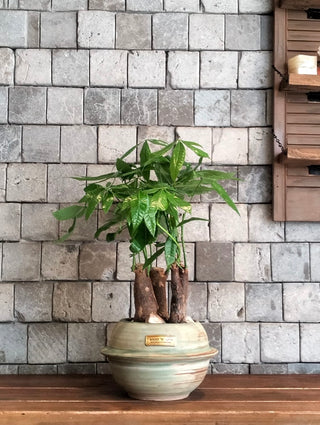 Fortuna Grove Bonsai | MoneyTree