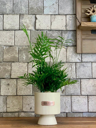Parlor Palm Petite