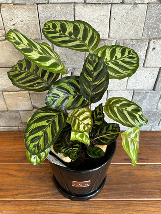 The Peacock Calathea, The Prayer Plant