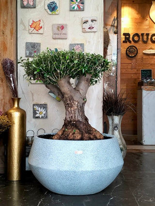 Sacred Roots: The Ancient Majestic Olive Bonsai