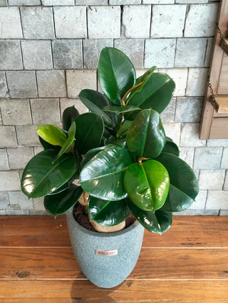 Velvet Leaf Rubber Plant