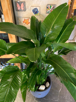 Banana Leaves Tropica