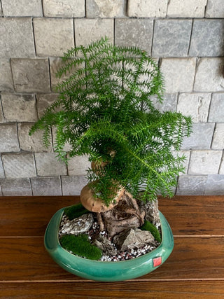 Jewel of Norfolk Bonsai ‘Norufōku no Hōseki’