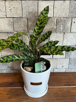 RattleSnake Calathea, The Prayer Plant