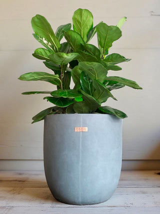 The Leafy Fiddle Muse