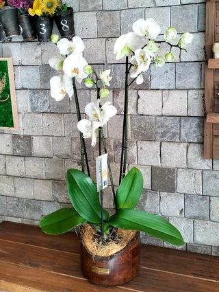 Eclipse Moon Orchids | Sculpted Indian Wooden Pot