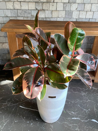 Tropics Breeze Ruby Rubber Fig