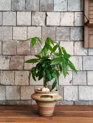Vibrant Braid MoneyTree Bonsai ‘Mini’