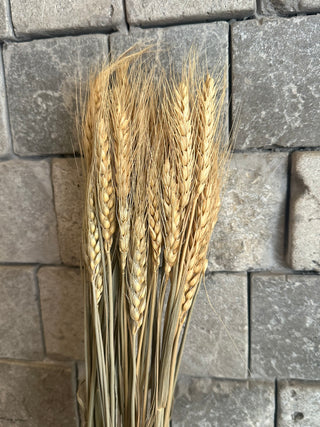 Dried Wheat