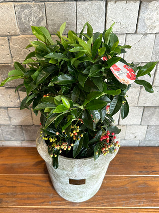 ‘Rustic-Chic’ Coralberry Ardisia Crenata