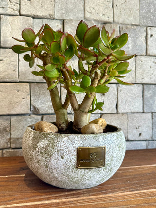 ‘Rustic-Chic’ Crassula Jade Bonsai ‘MoneyTree’