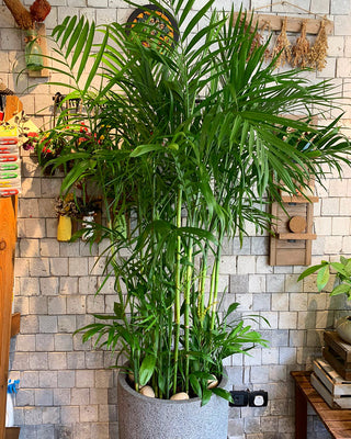 Grand Parlor Palm Chamaedorea Elegans