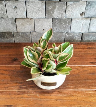 Baby Bliss Peperomia