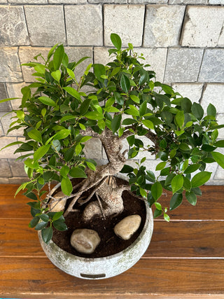 ‘Rustic-Chic’ Ficus Breeze Bonsai