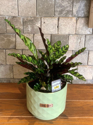 Calathea RattleSnake Beauty