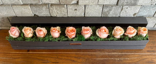 Amber Glow — Peach Roses